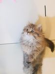 Brittiskt kattungar