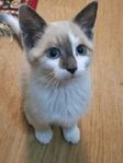 Tre sociala och busiga ragdollkattungar 