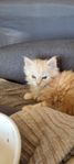 Kattunge