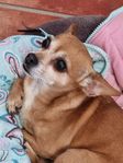 AKUT,Jätte go chihuahua hona 
