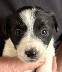 SKK Jack Russell valpar 
