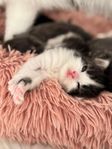 4 gulliga British Longhair-kattungar – Boka nu!