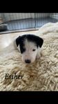 foxterrier valpar 