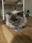 Ragdoll katt 
