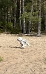 Nakenhane, Chinese Crested Dog, kinesisk nakenhund. 
