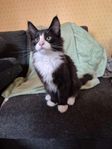 halv fodervärd norsk skogkatt 