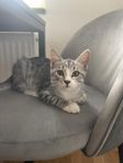 kattunge