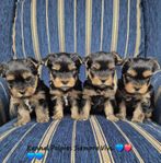 Yorkshireterrier valpar med SKK stamtavla