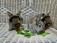 Kaninungar Dvärgteddy/Dvärgvädur Hane/Hanar