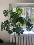 Stor och Fin Monstera