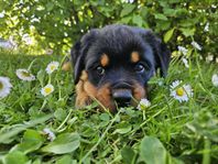 super härliga rottweiler valpar 