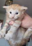Kattungar Norsk skogkatt med stamtavla 