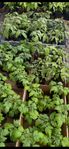 Tomatplantor