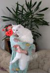Unikt Brittisk×Ragdoll katt