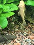 ancistrus malar