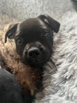 Staffordshire bullterrier 