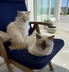 helig Birma katter 