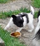 Papillonvalpar reg. i SKK