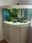 Stilrent hörnakvarium Juwel Trigon 190 l