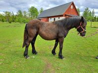 nordsvensk sto