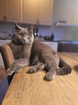 Katt för omplacering