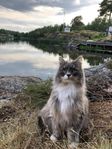 Sibirisk katt 5år