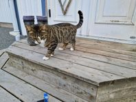 Bengal till hälften