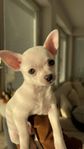 Chihuahua valp