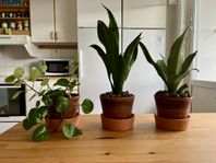 3 gröna växter i terrakottakrukor