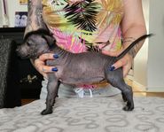 Xoloitzcuintle Standard Valp