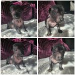 Xoloitzcuintle Standard Valp