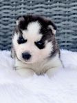 Vackra Siberian Husky valpar Sällskapsavlade