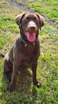 Labrador Retriever Hane 