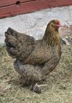 BRAHMA HÖNOR