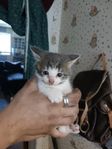 kattungar 
