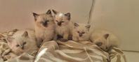 Ragdoll kattunge