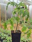 Tomater, tomatplantor, paprika, pelargon, Mårbacka