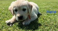 Golden Retriever valp 