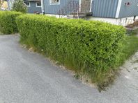 Äldre Måbärshäck bortskänkes