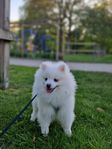 Pomeranian hund 