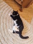 gosigaste katt 