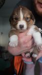 Australian sheperd/Nova scotia duck tolling retriever valpar