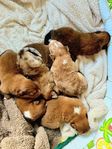 Australian sheperd/Nova scotia duck tolling retriever valpar