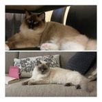 2 ragdoll katter