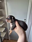 Pomchi valpar