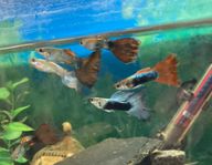 7st. Guppy hanar