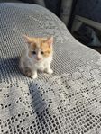 långhåriga kattpojkar