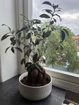 Bonsaiträd med fin tillhörande kruka