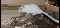 Vit ökenråtta/Gerbil