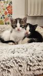 Kattungar flyttredo juli